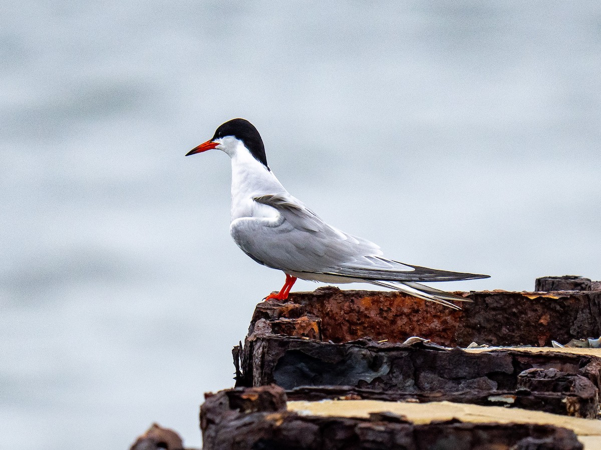 Common Tern - ML637621511