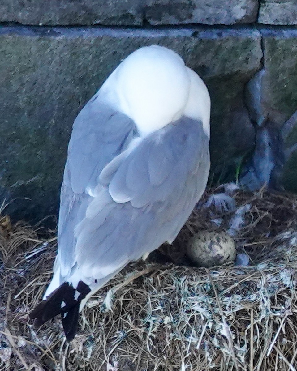 Black-legged Kittiwake - ML637621535