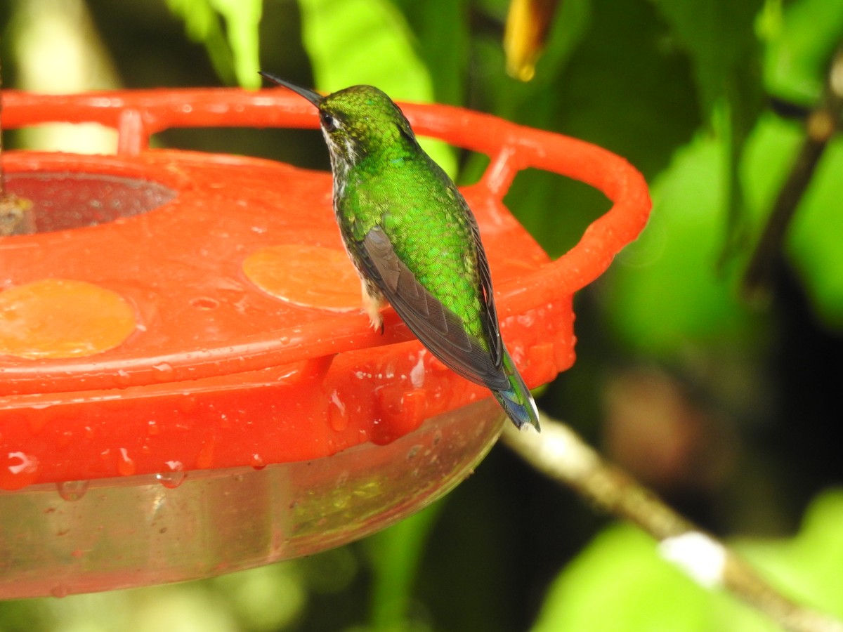 Rufous-vented Whitetip - ML637621542