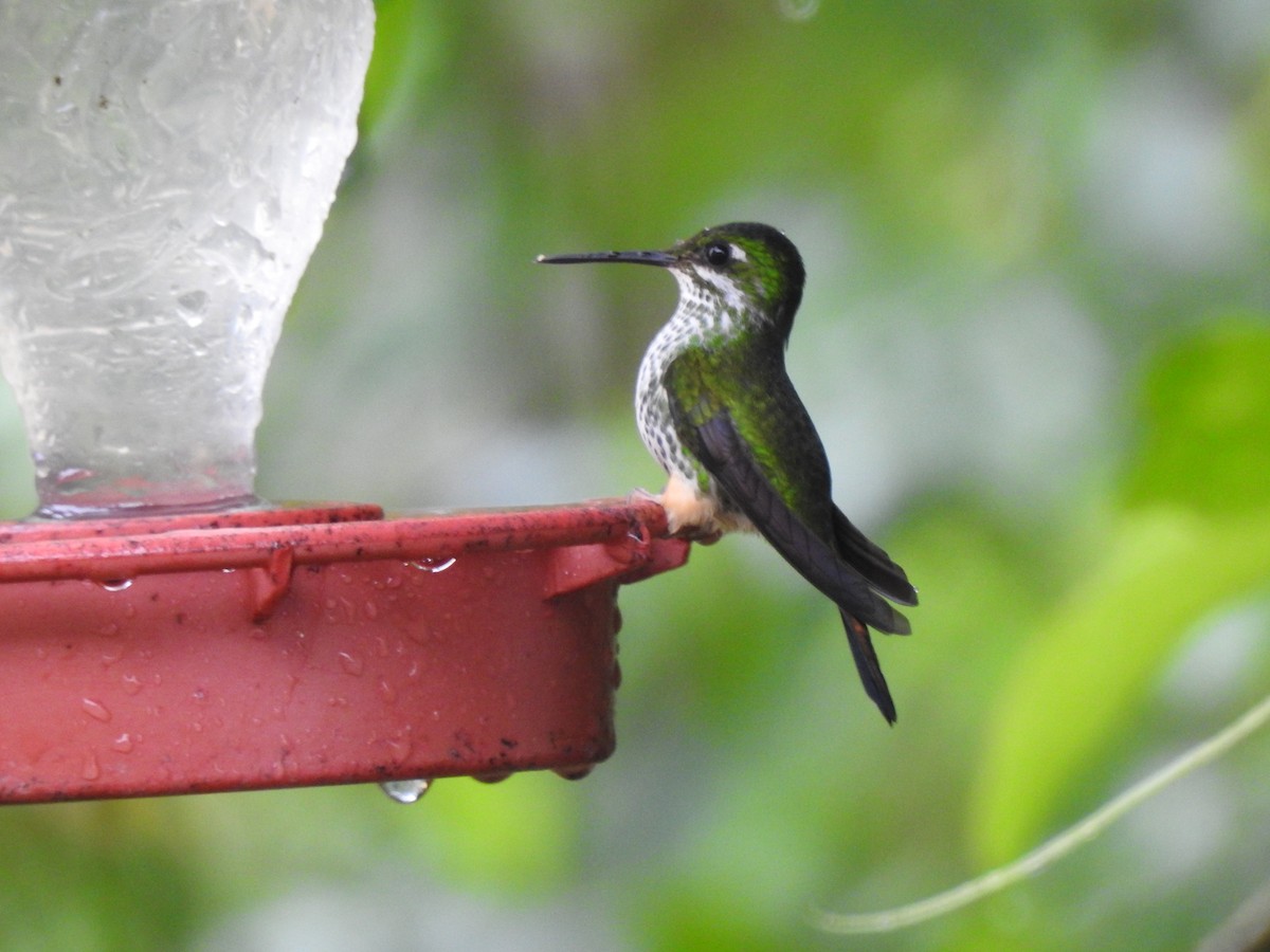 Peruvian Racket-tail - ML637621544