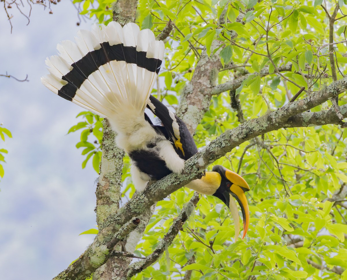Great Hornbill - Charlie Bostwick