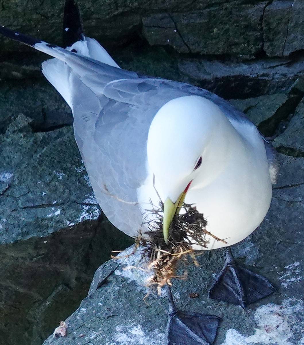 Black-legged Kittiwake - ML637621599