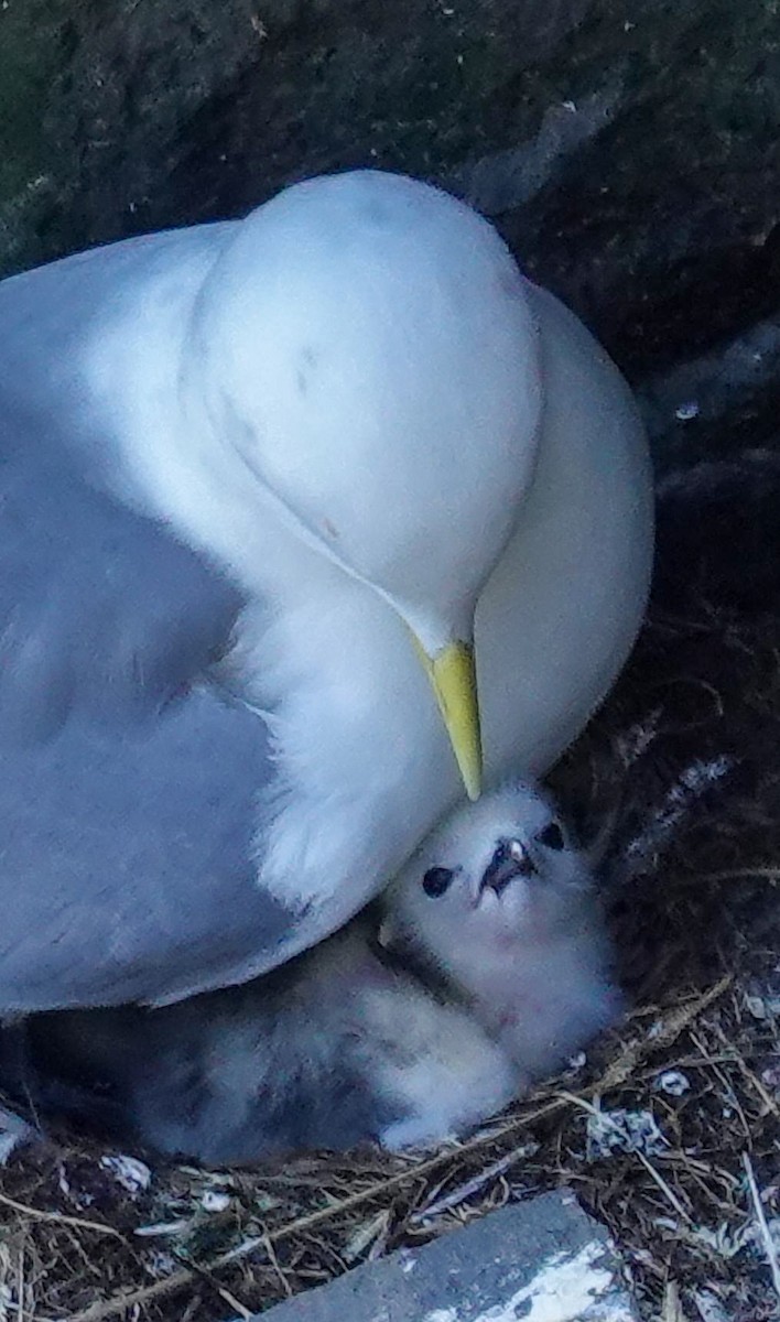 Black-legged Kittiwake - ML637621602