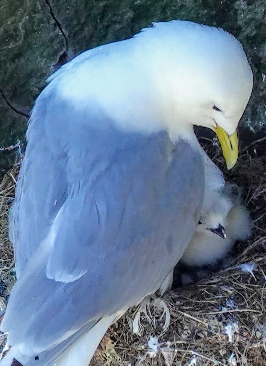 Black-legged Kittiwake - ML637621603