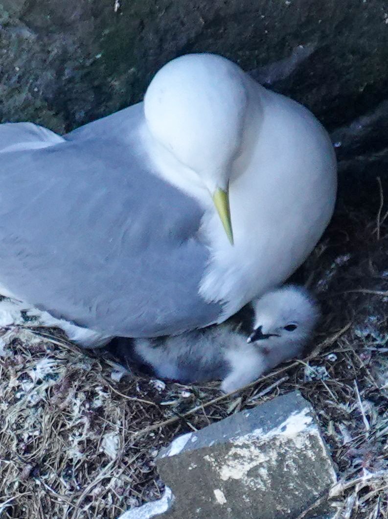 Black-legged Kittiwake - ML637621604