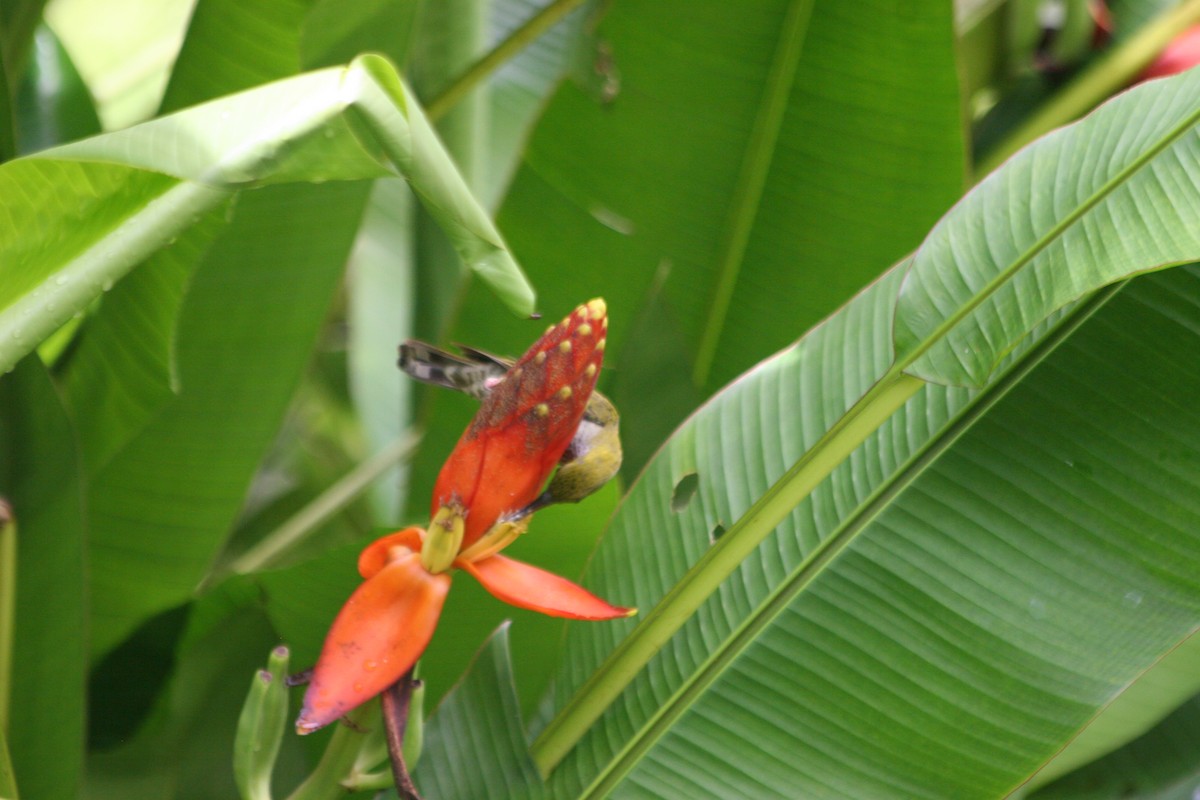 Bornean Spiderhunter - ML637621611