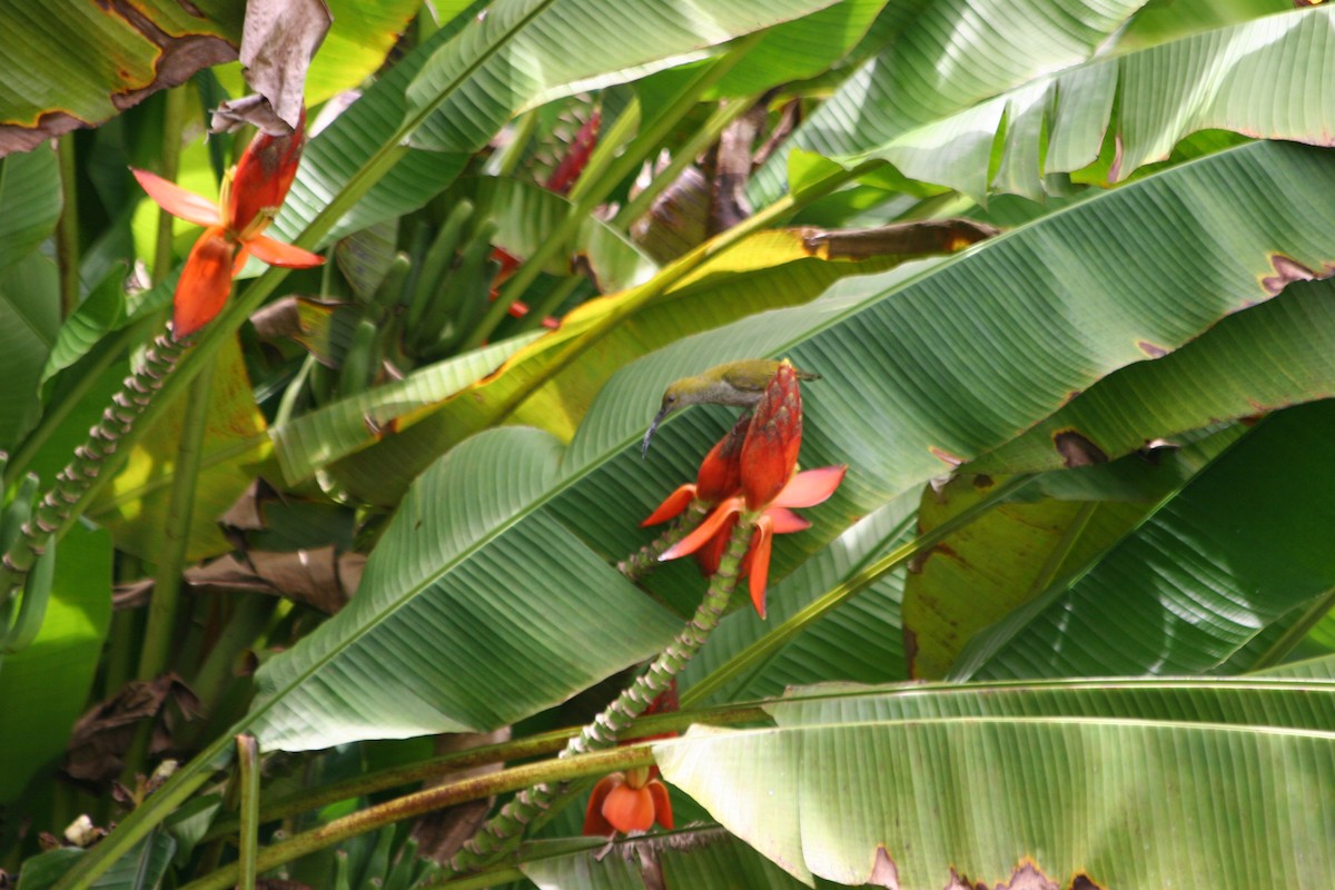 Bornean Spiderhunter - ML637621612