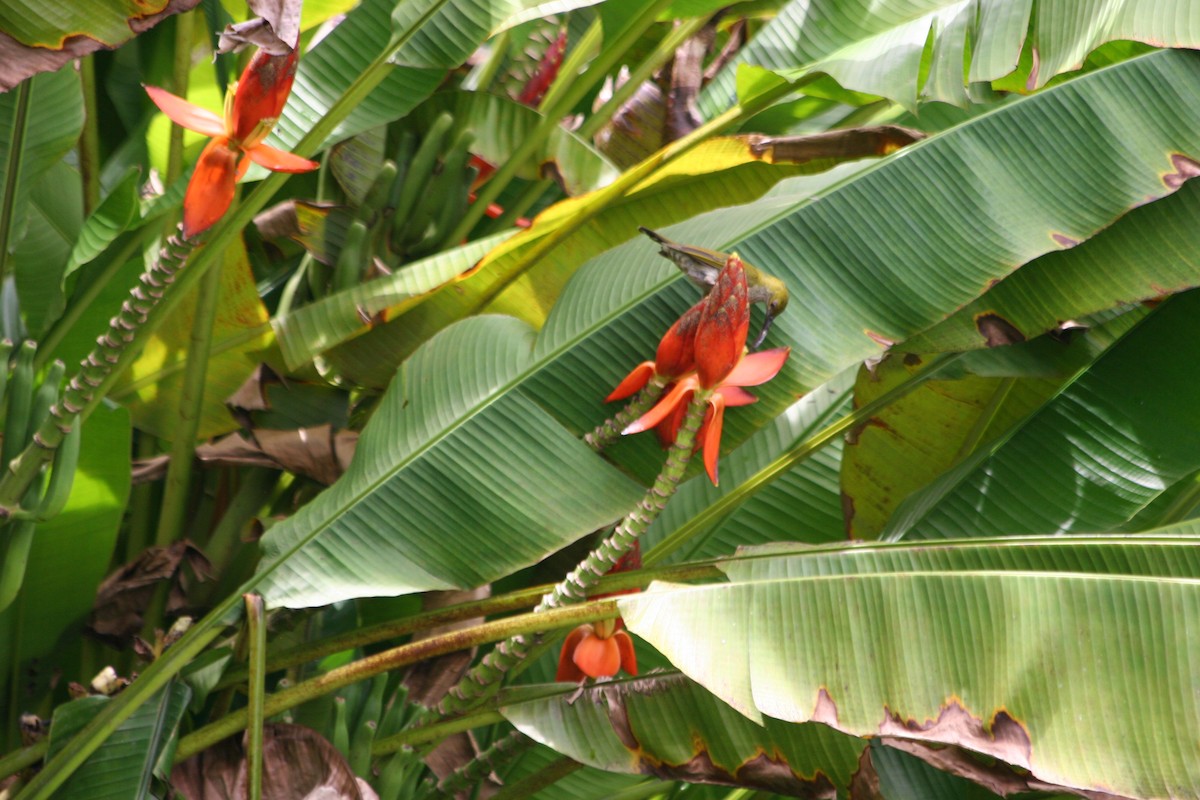 Bornean Spiderhunter - ML637621613