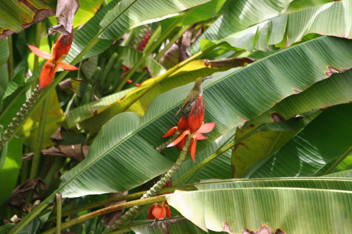 Bornean Spiderhunter - ML637621614