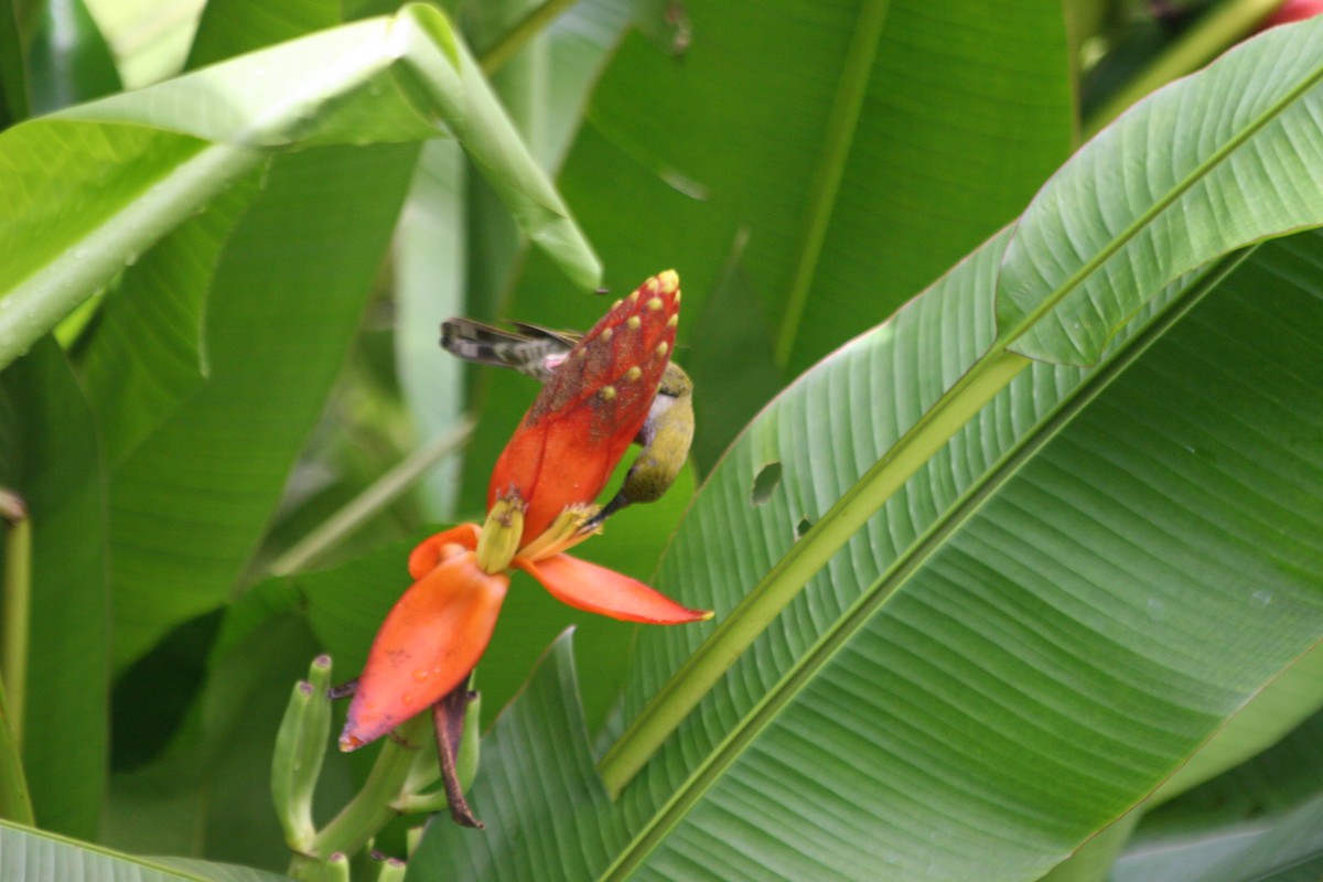Bornean Spiderhunter - ML637621615