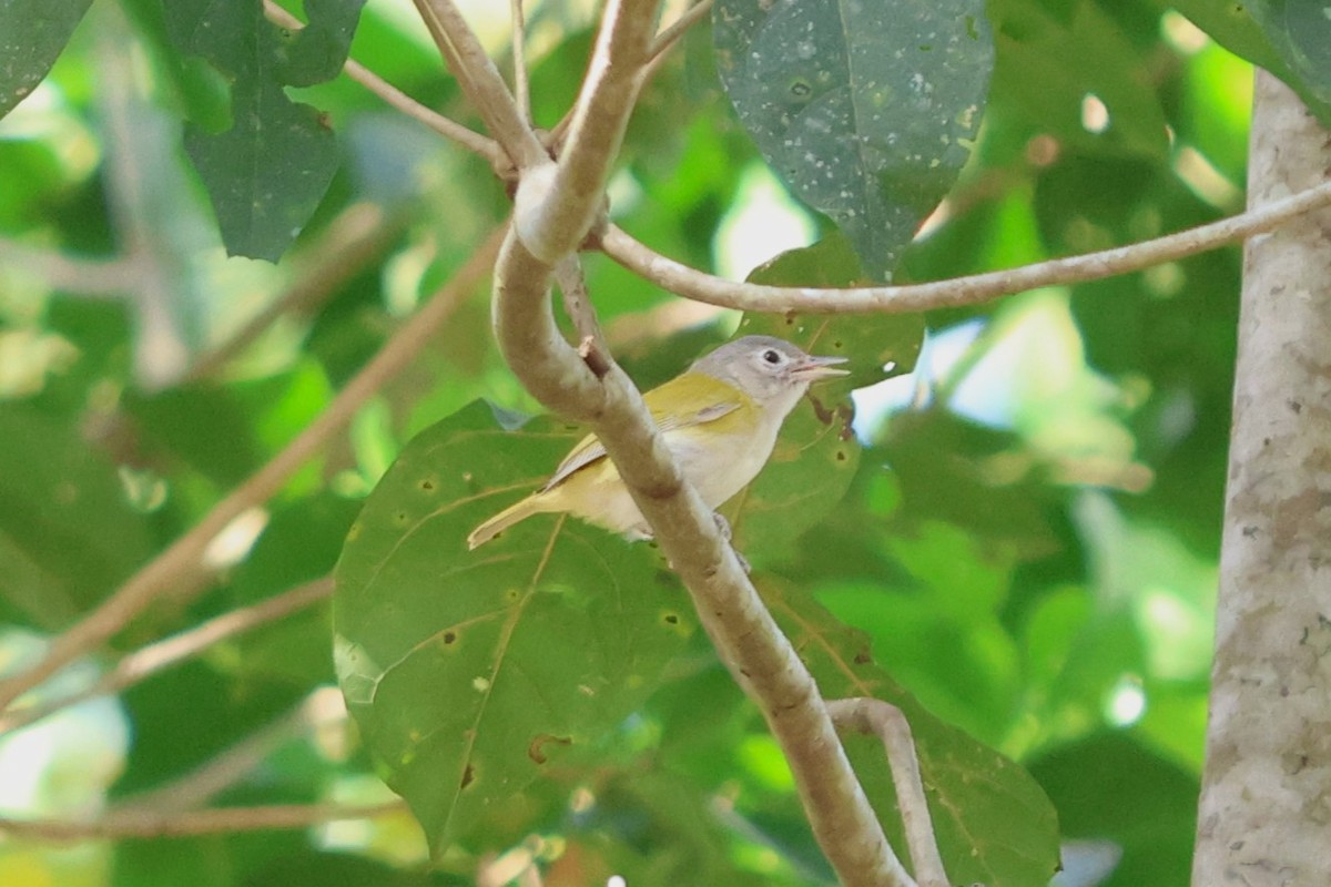 Lesser Greenlet - ML637621692