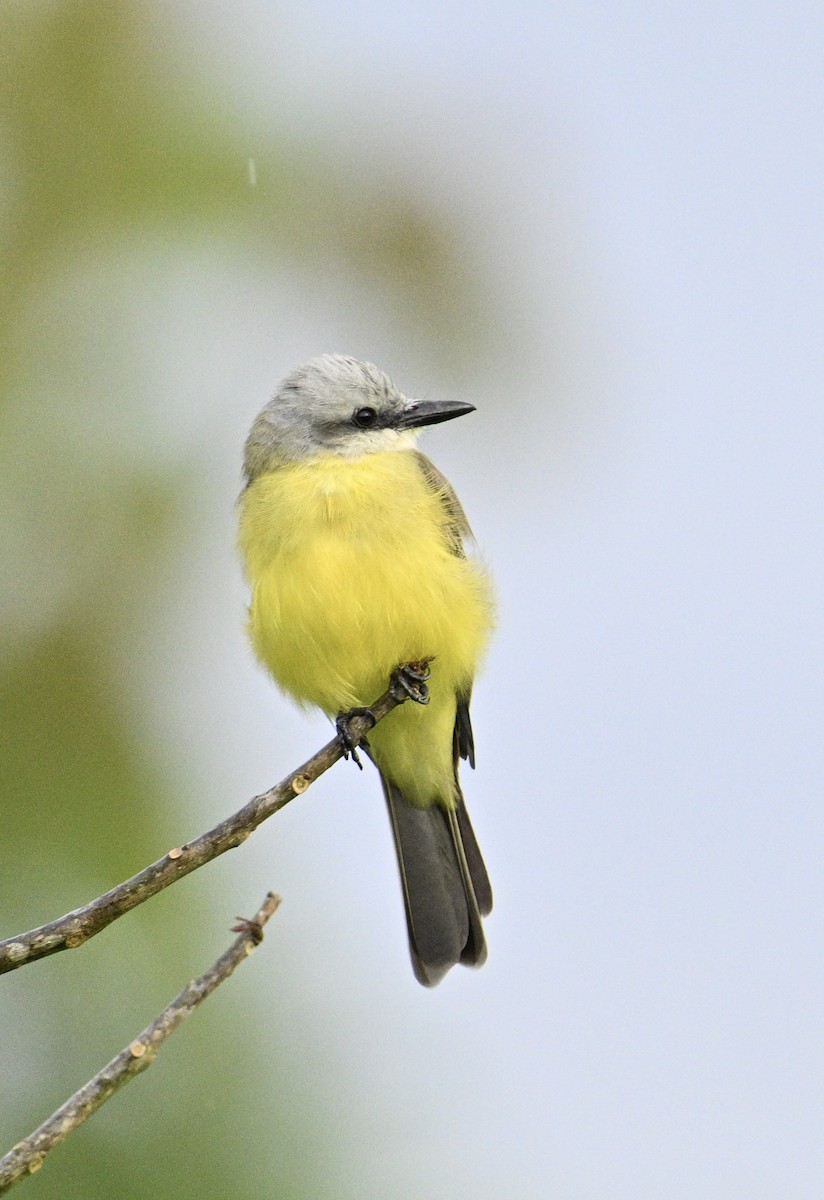 White-throated Kingbird - ML637621745