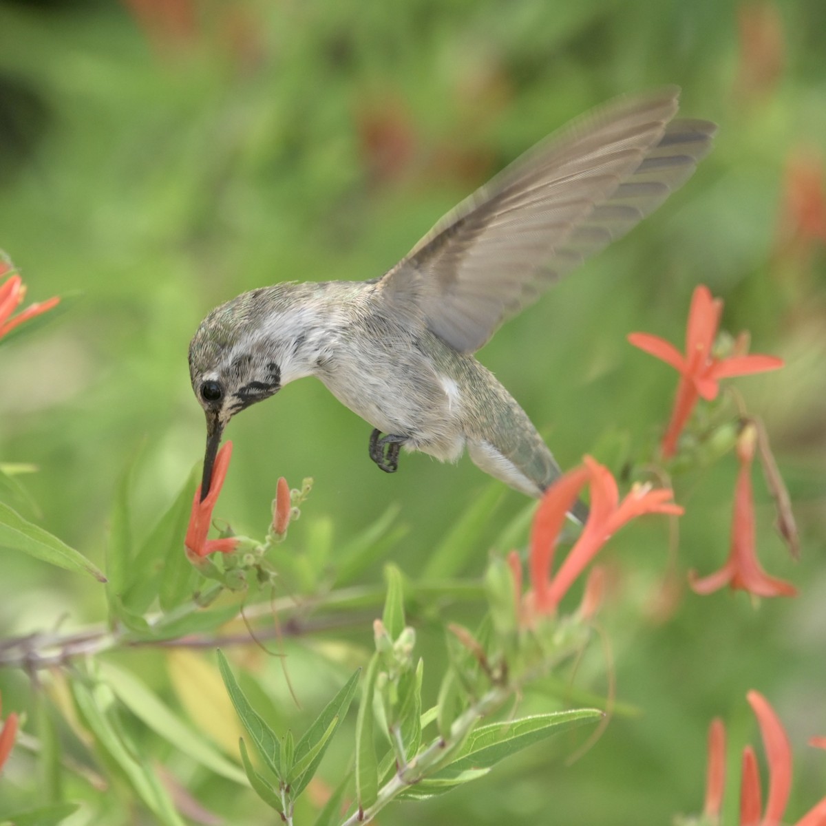 Costa's Hummingbird - ML637621776