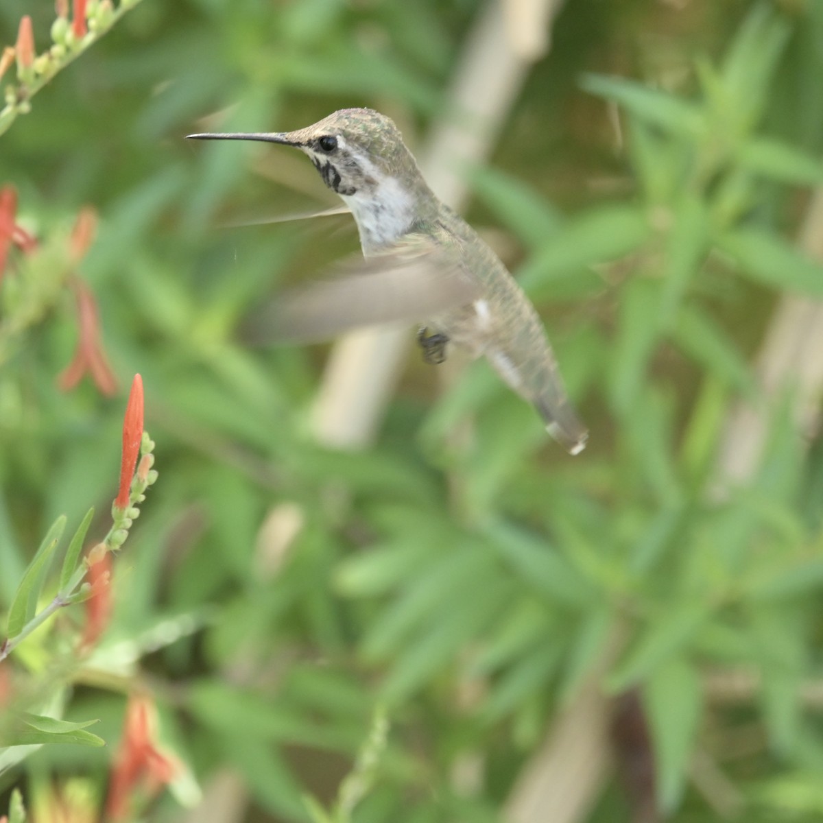 Costa's Hummingbird - ML637621777
