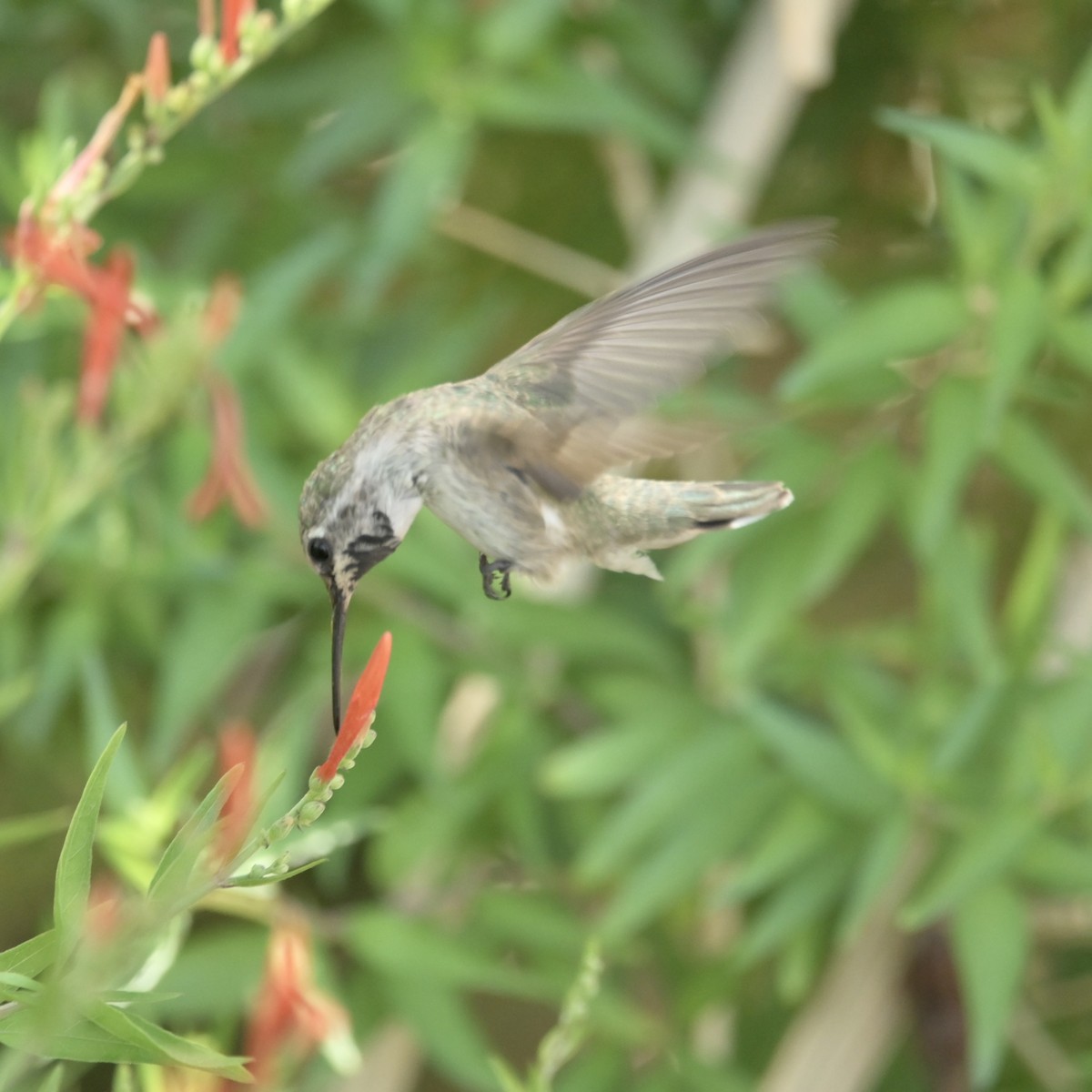 Costa's Hummingbird - ML637621778
