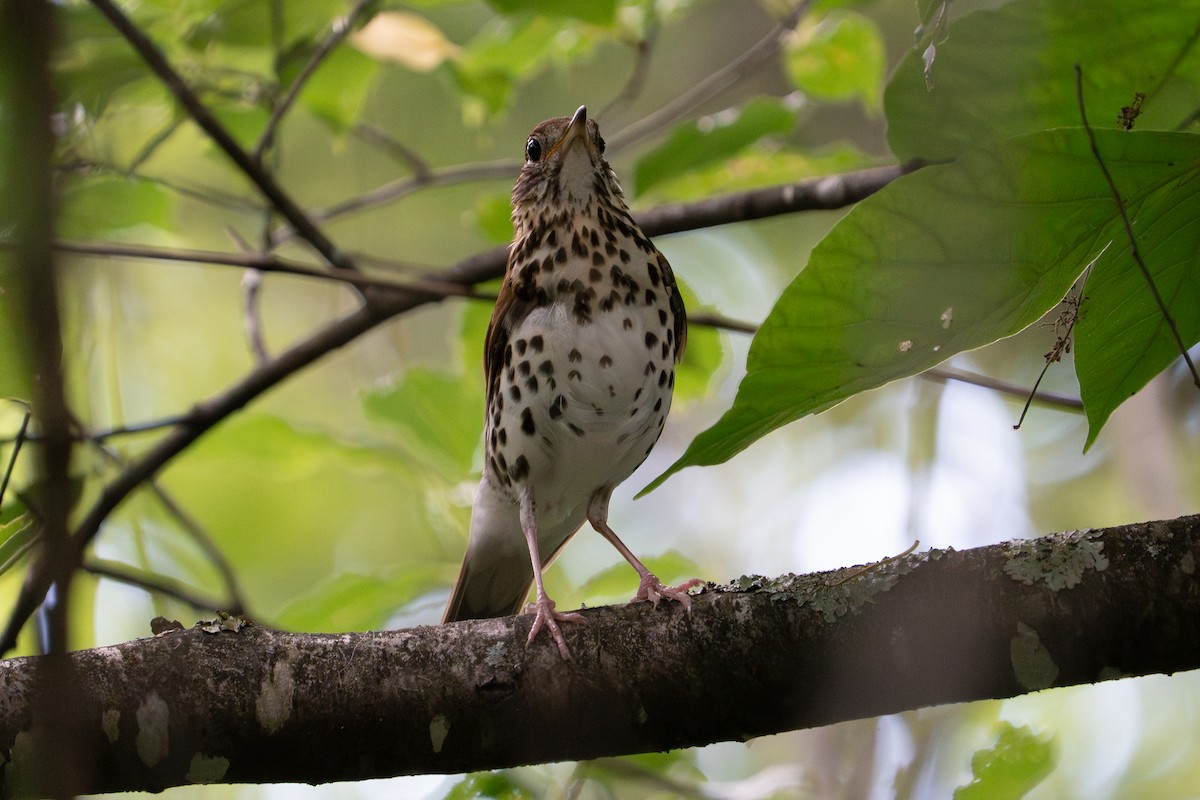 Wood Thrush - ML637621798