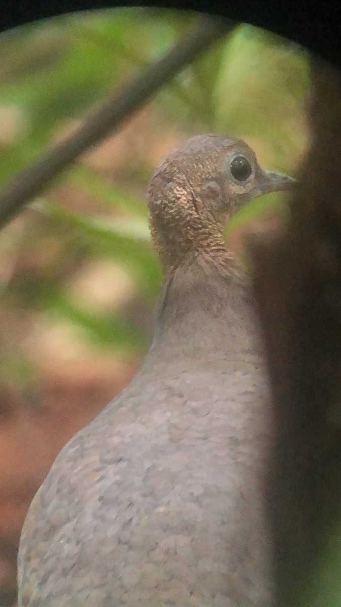 Great Tinamou - ML637621799