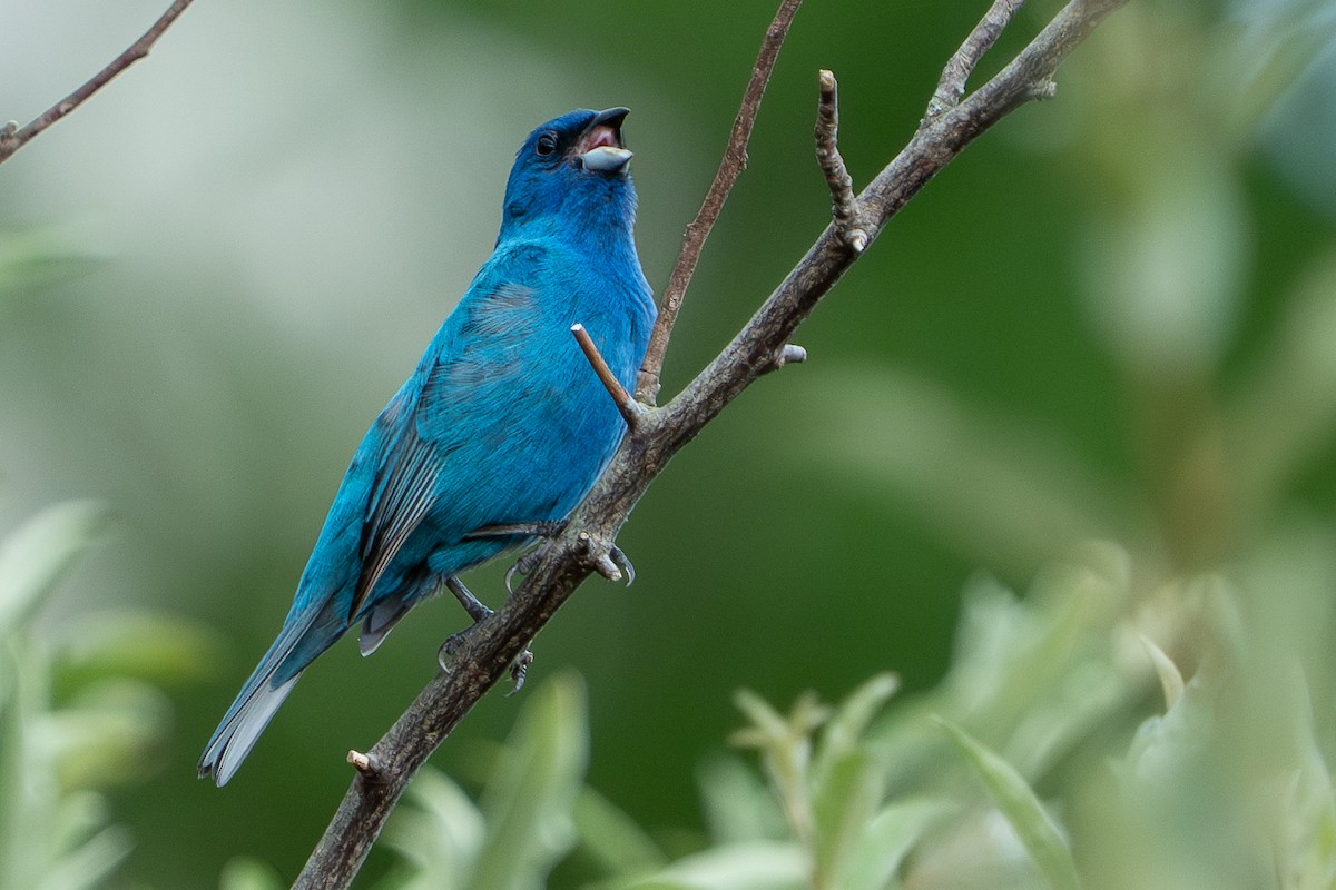 Indigo Bunting - ML637621820