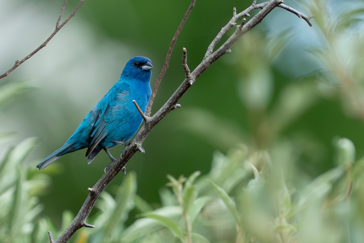 Indigo Bunting - ML637621821