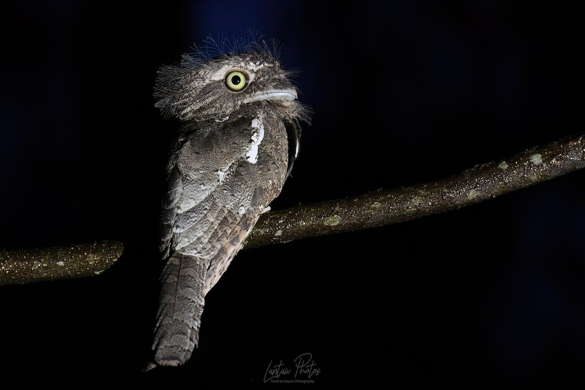 Palawan Frogmouth - ML637621843