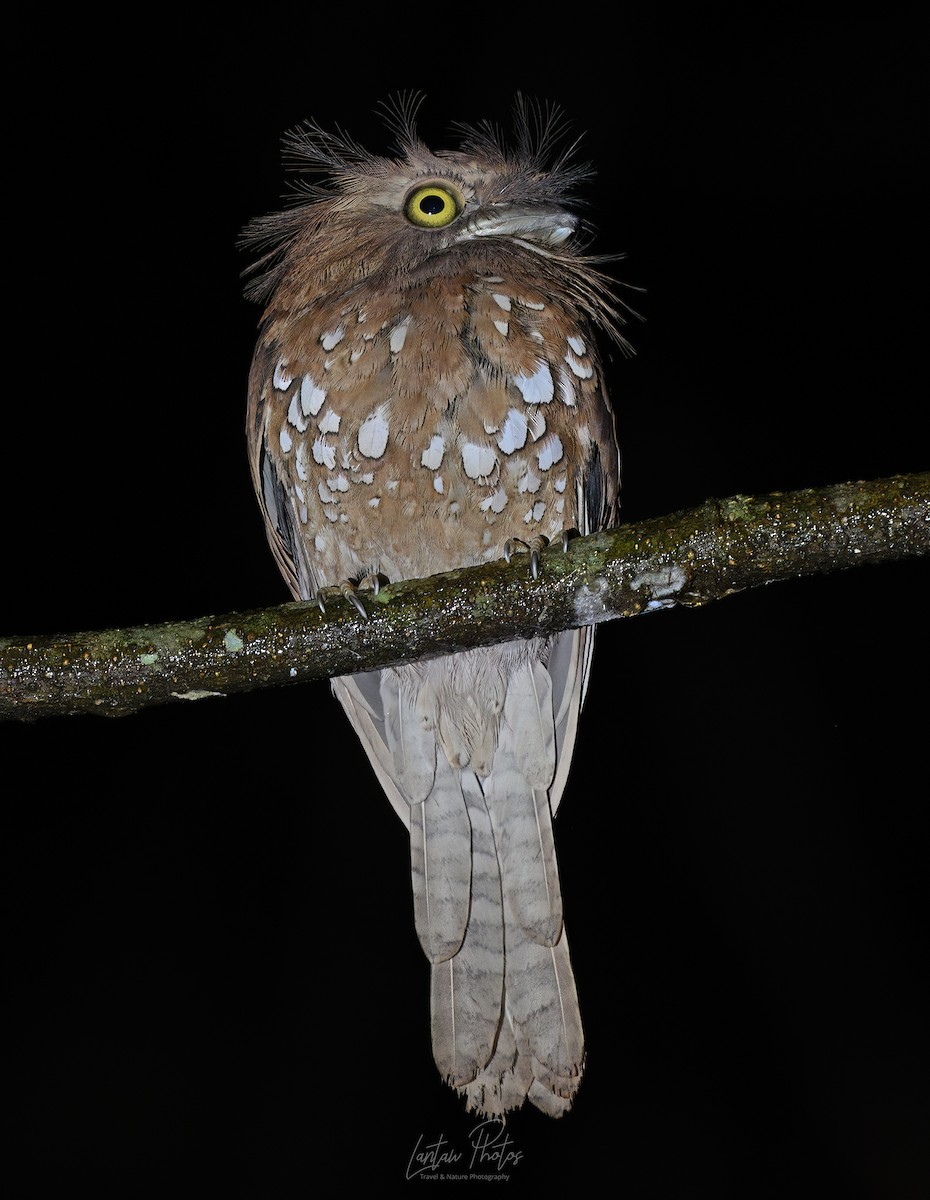 Palawan Frogmouth - ML637621845