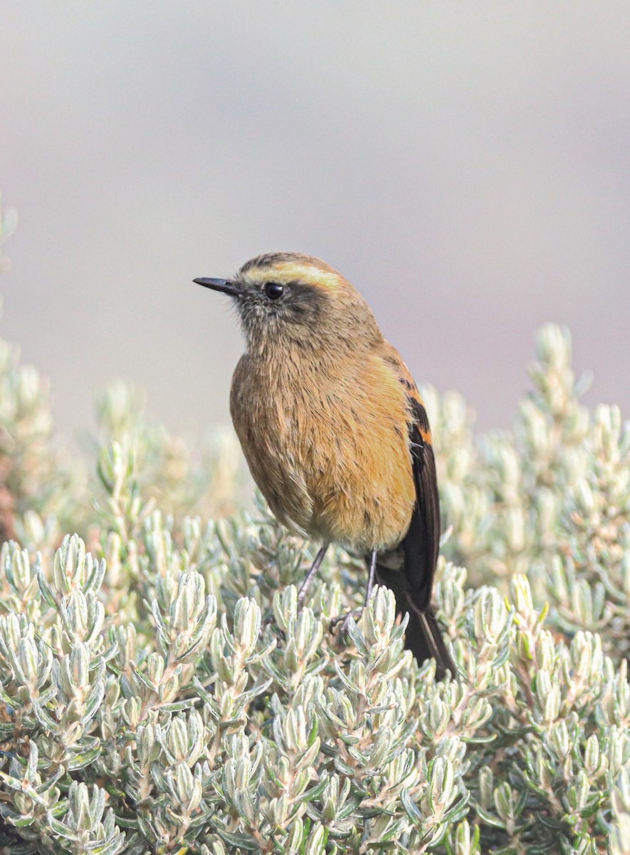 Brown-backed Chat-Tyrant - ML637621898