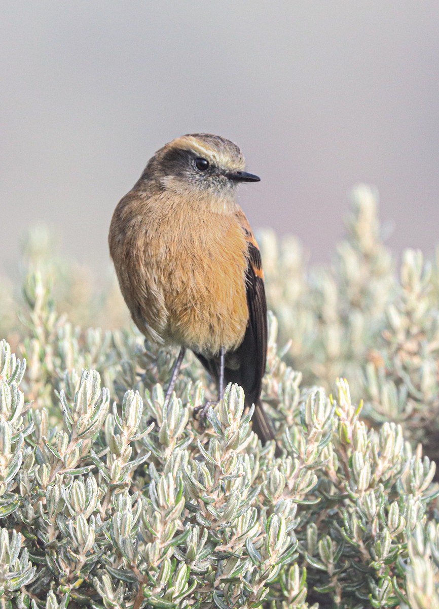 Brown-backed Chat-Tyrant - ML637621899