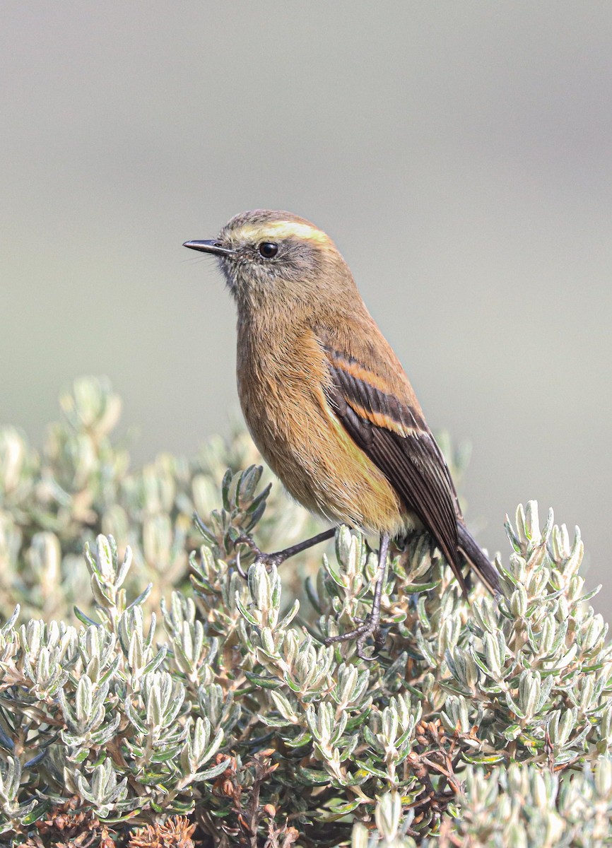 Brown-backed Chat-Tyrant - ML637621900