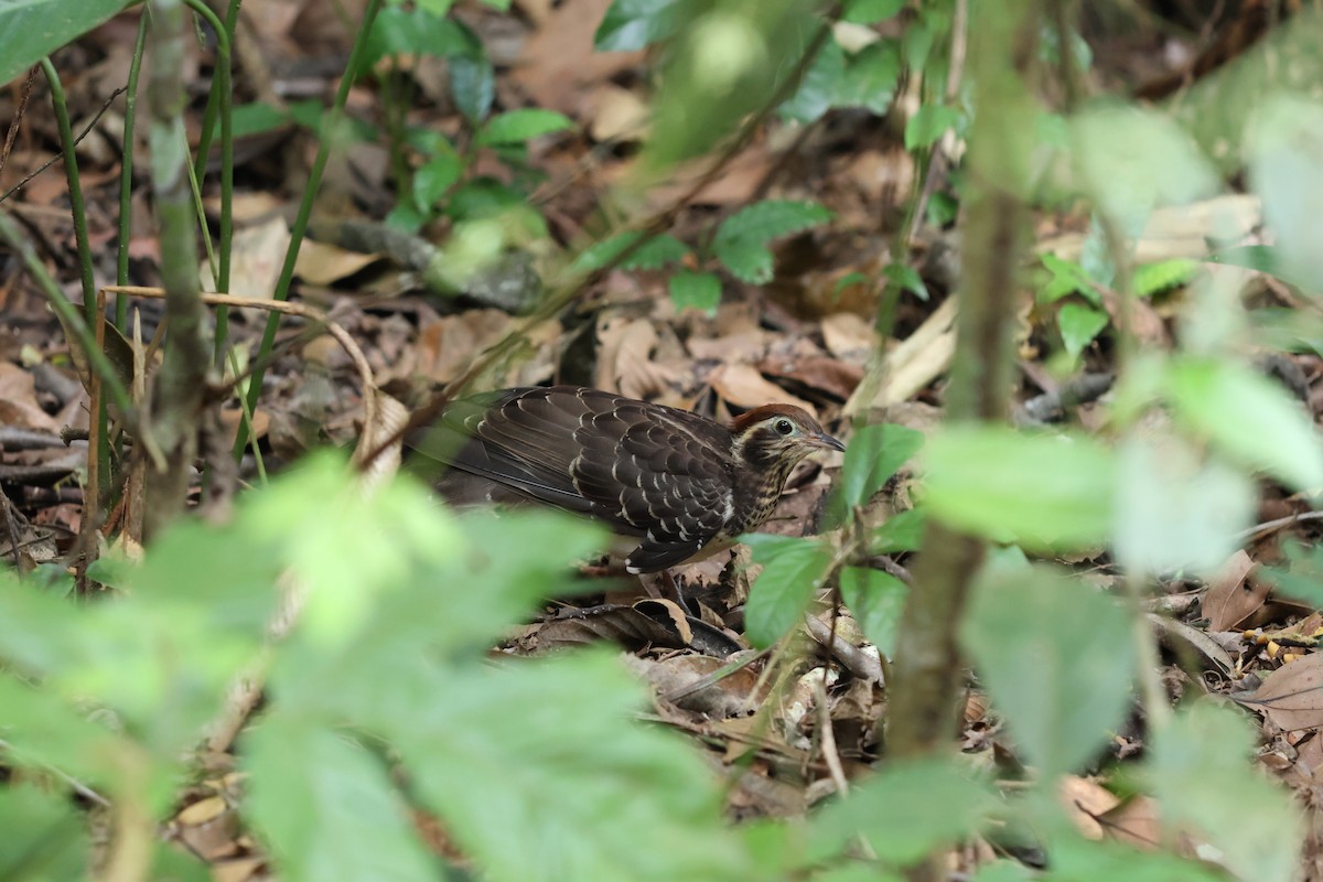 Pheasant Cuckoo - ML637621920