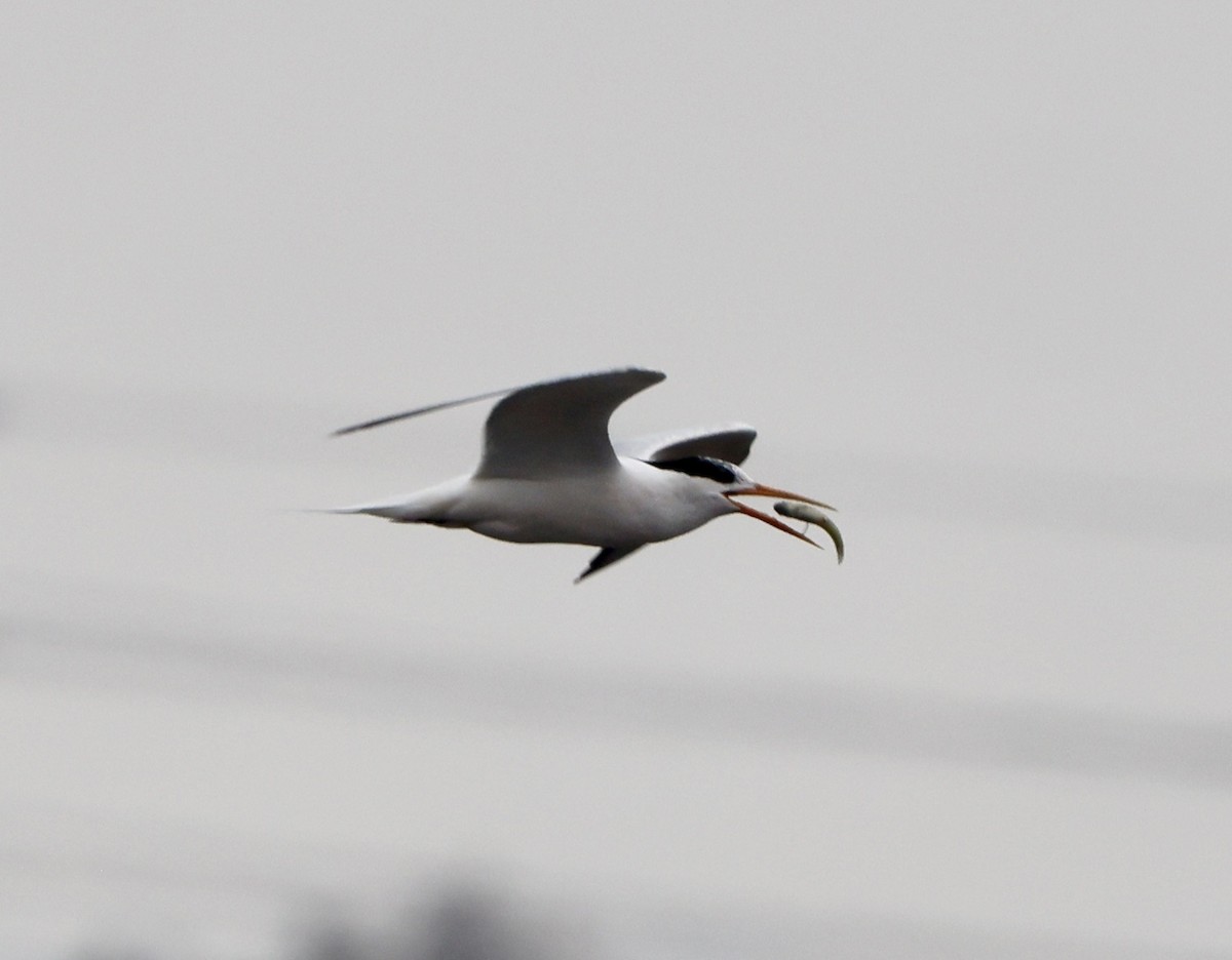 Elegant Tern - ML637621939