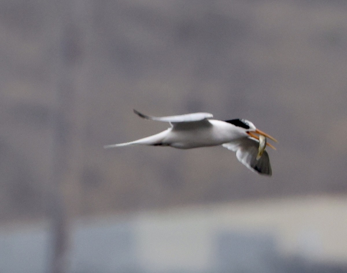 Elegant Tern - ML637621968