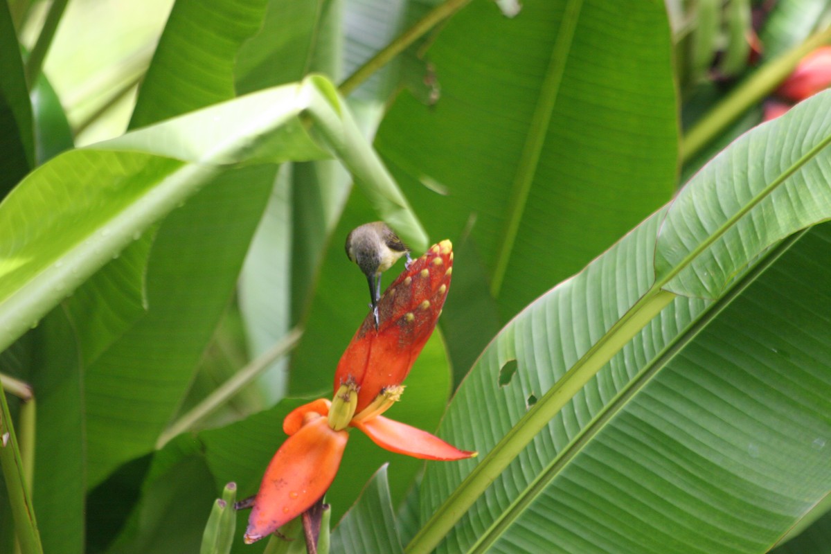 Little Spiderhunter - ML637621992