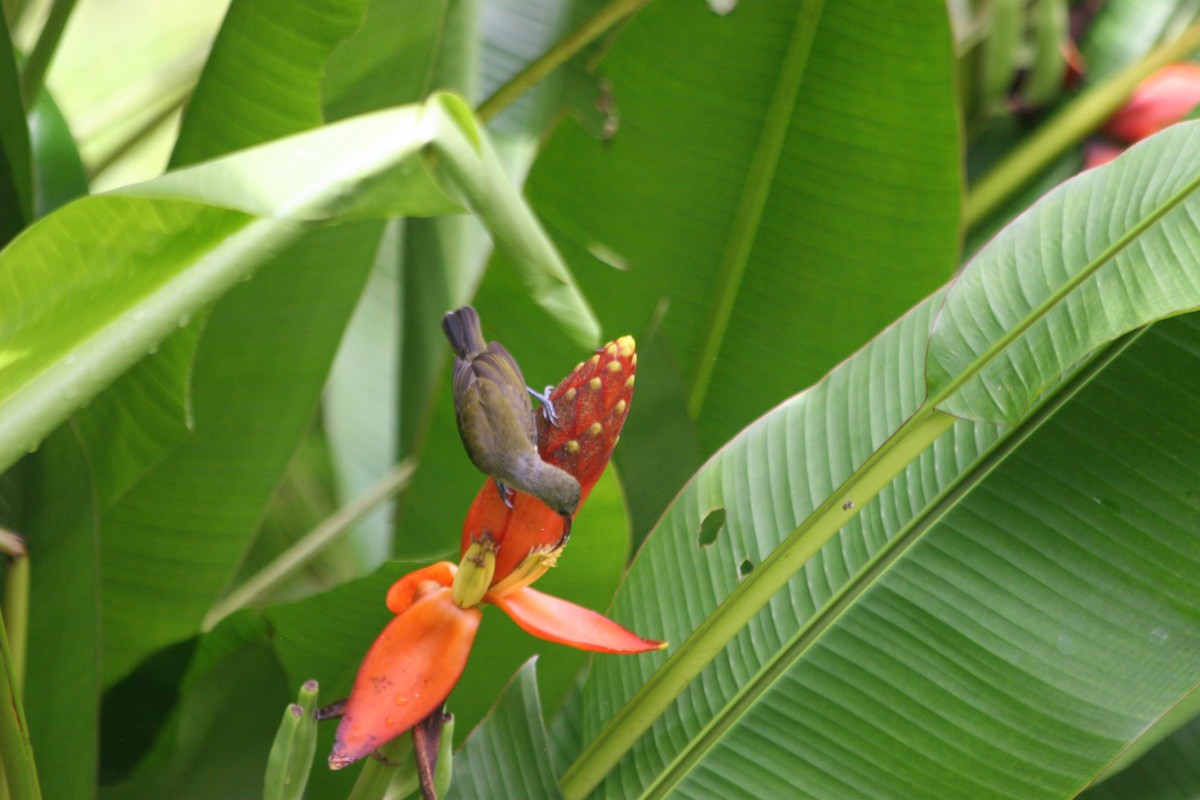 Little Spiderhunter - ML637621994