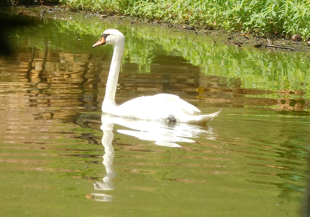 Cygne tuberculé - ML63762201