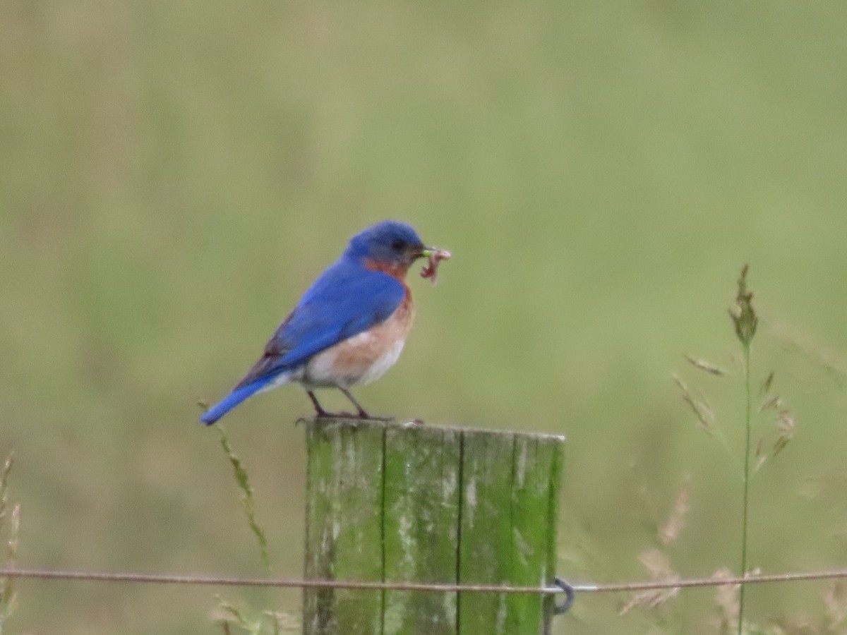 Eastern Bluebird - ML637622032