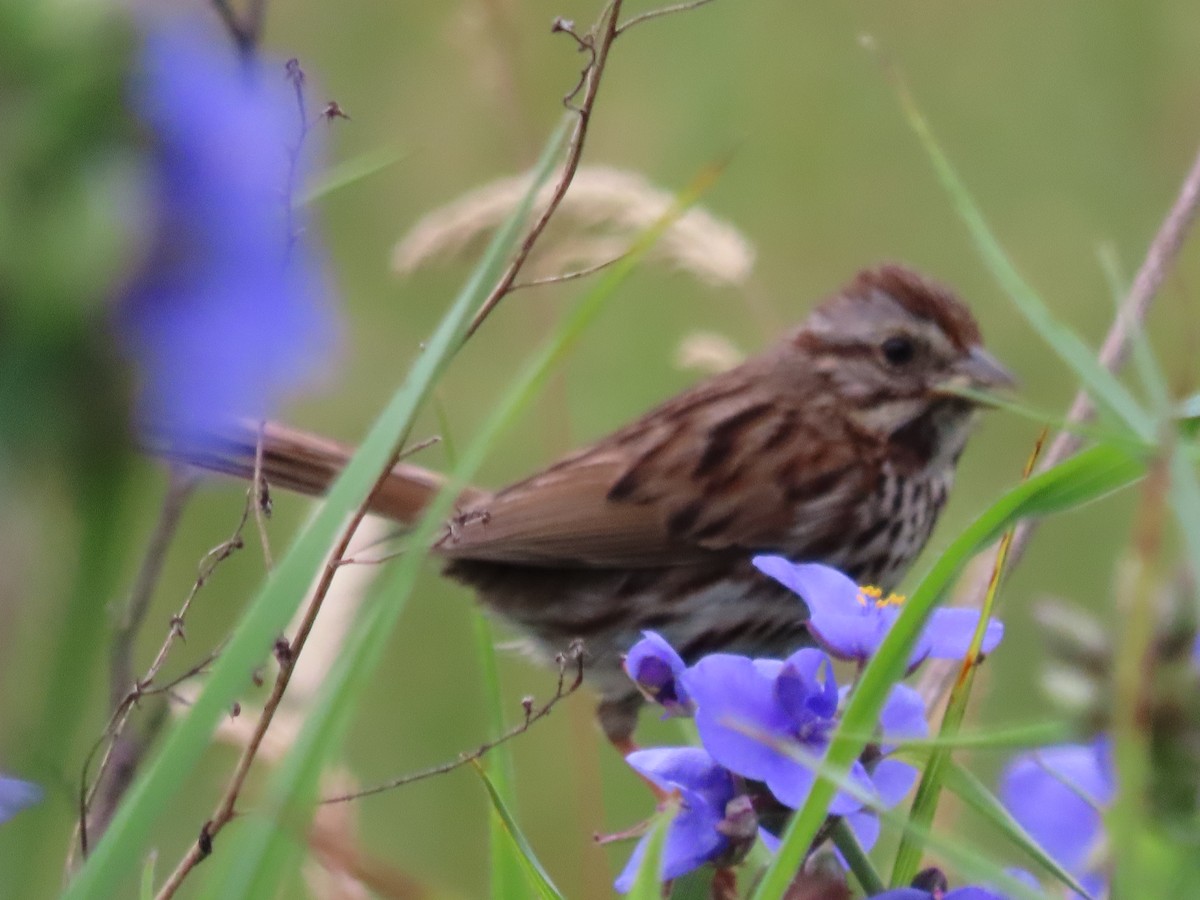 Song Sparrow - ML637622052
