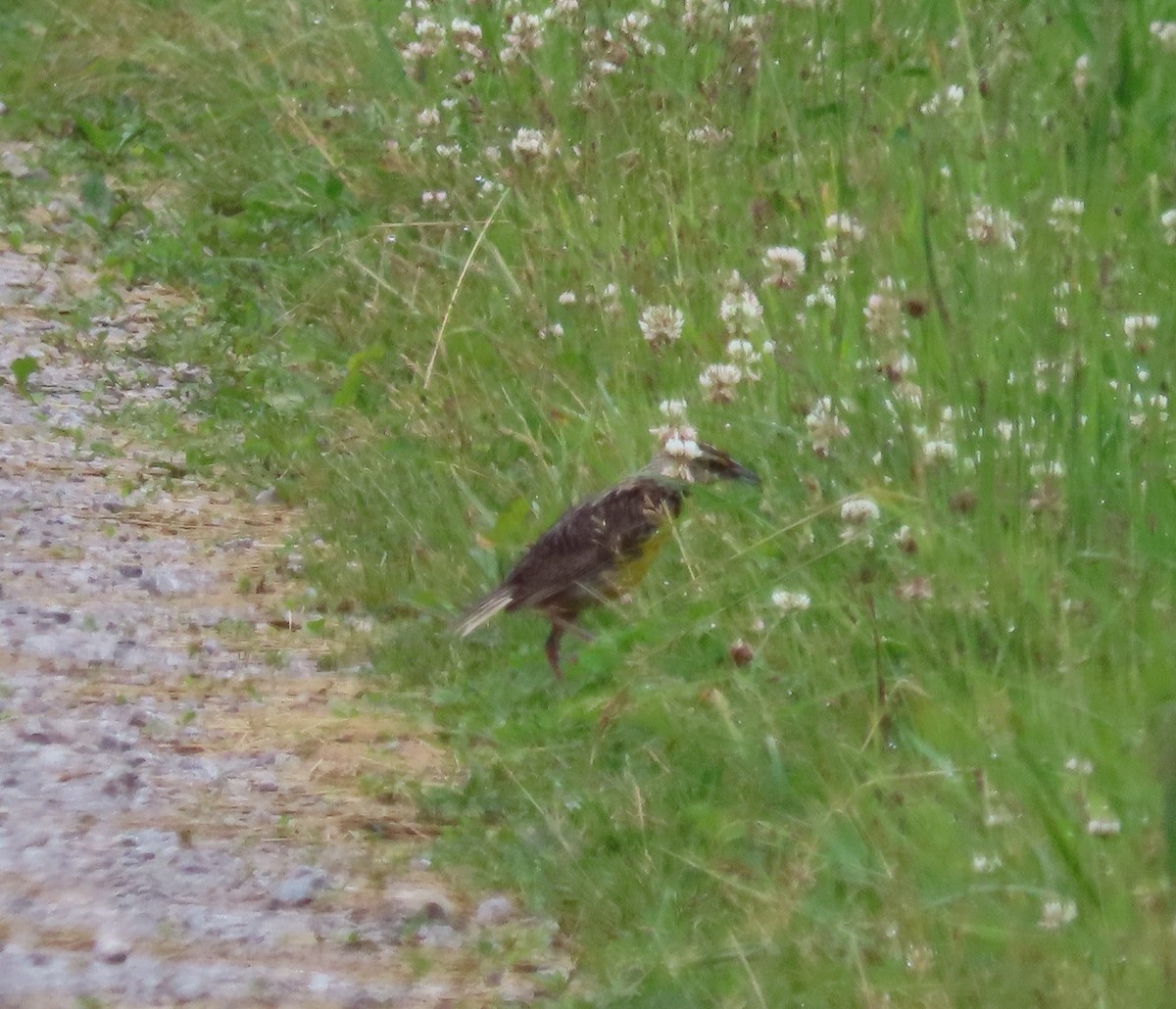Eastern Meadowlark - ML637622059