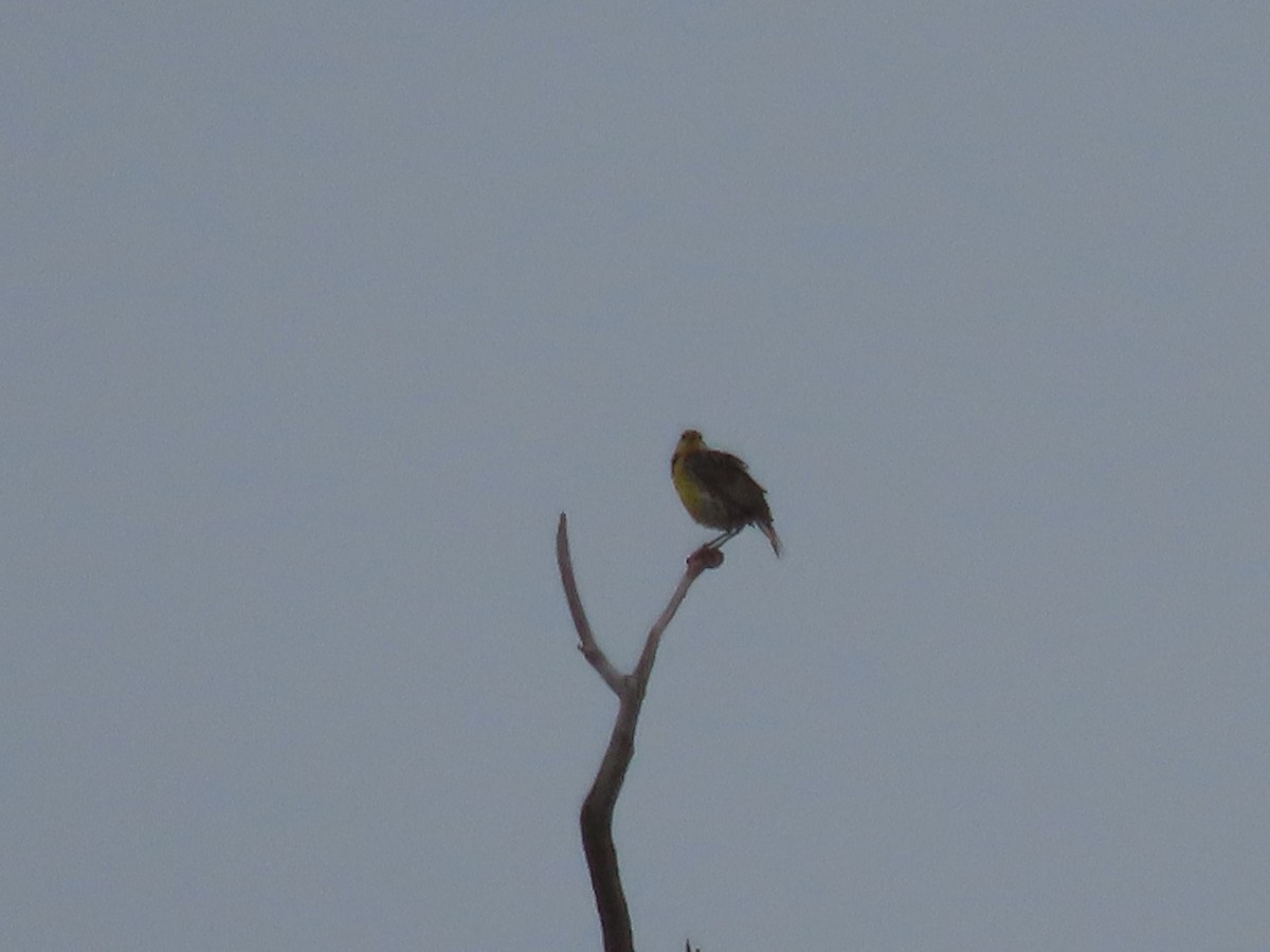 Eastern Meadowlark - ML637622060