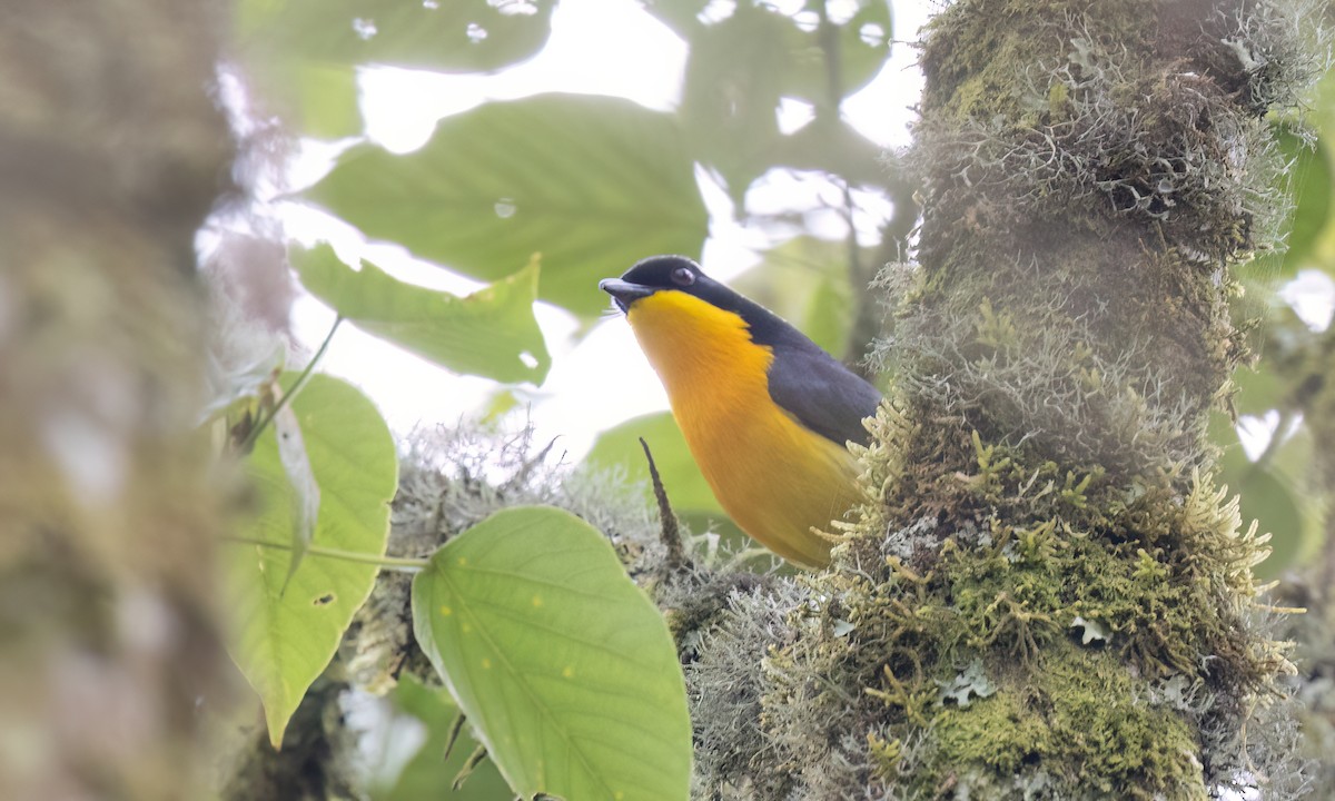 Black-fronted Bushshrike - ML637622066