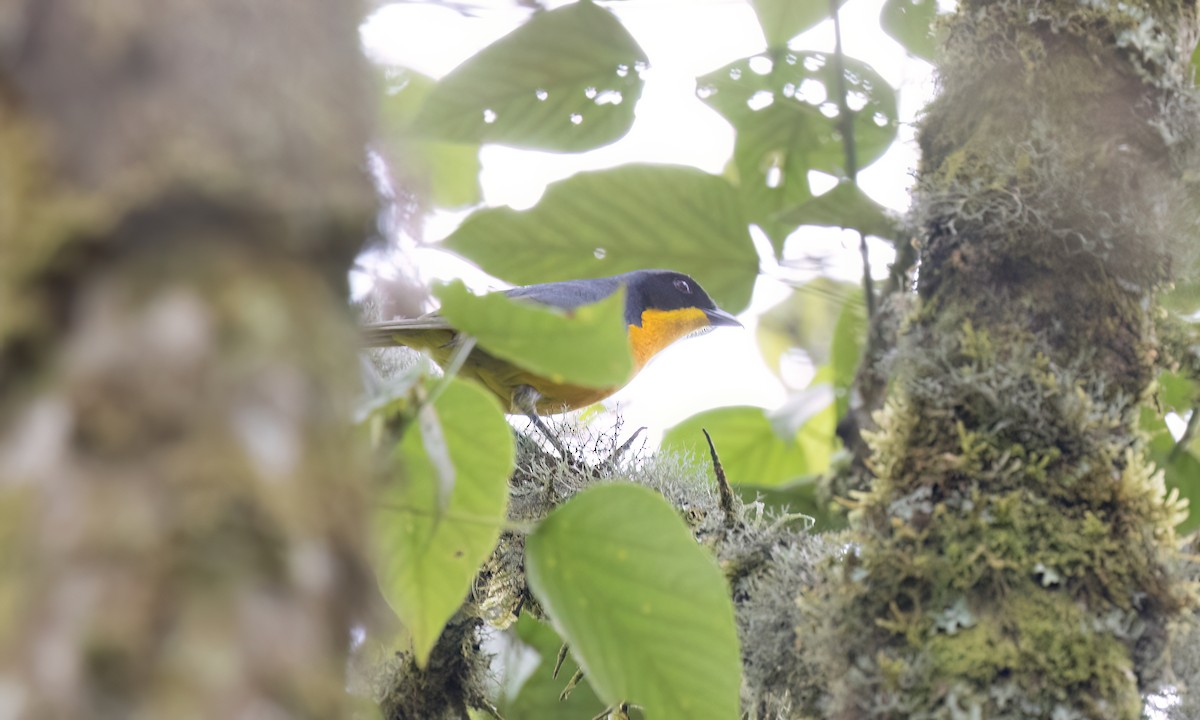 Black-fronted Bushshrike - ML637622067
