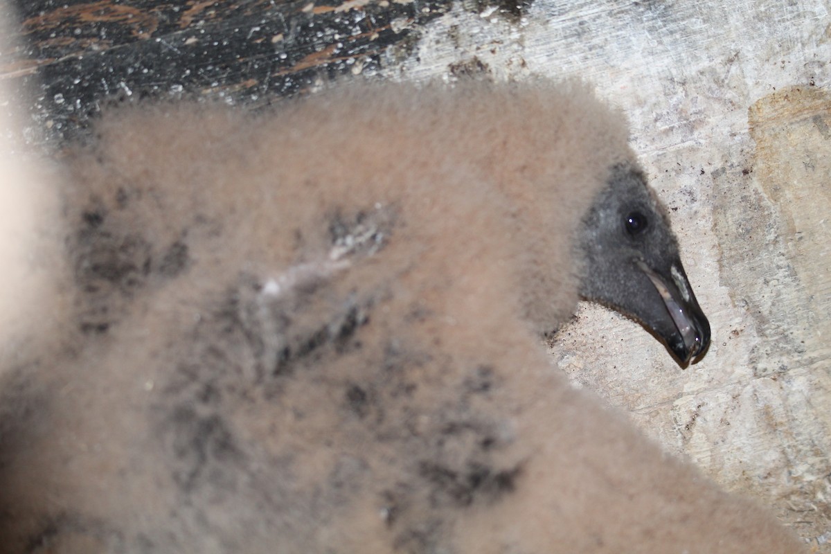 Black Vulture - ML637622079
