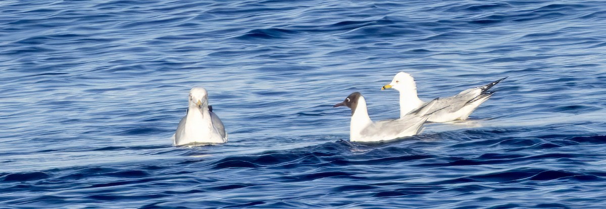 Black-headed Gull - ML637622306