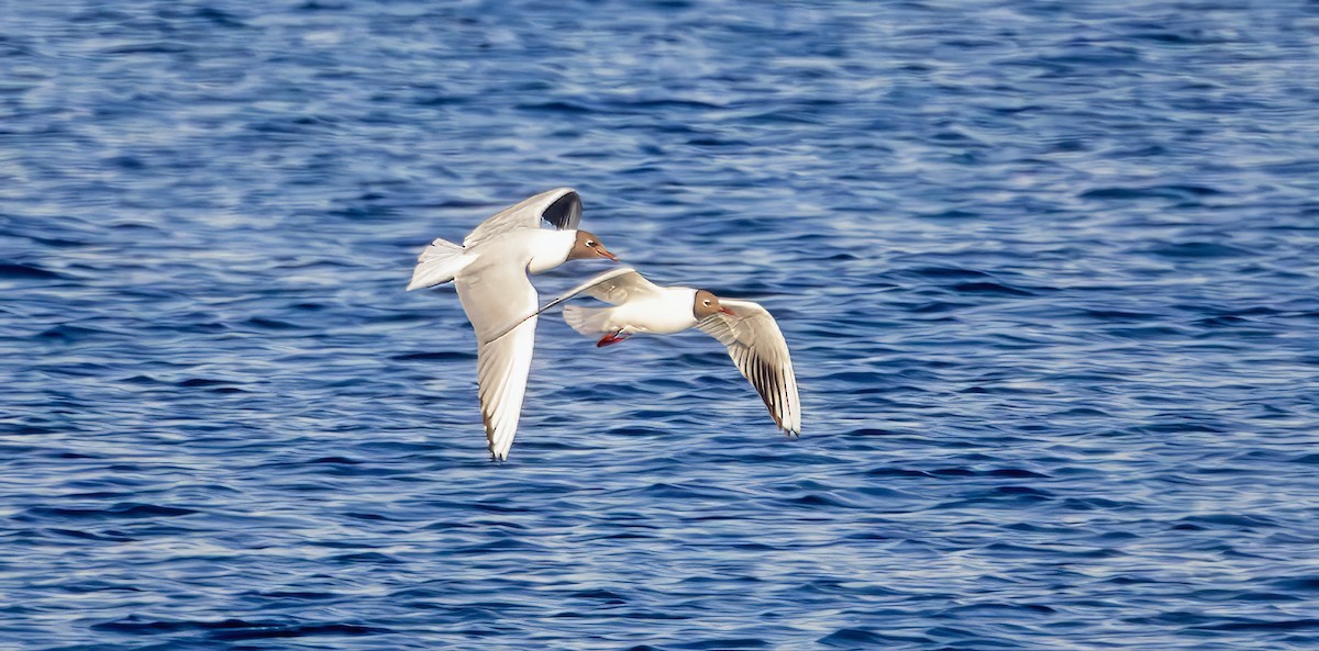 Black-headed Gull - ML637622307