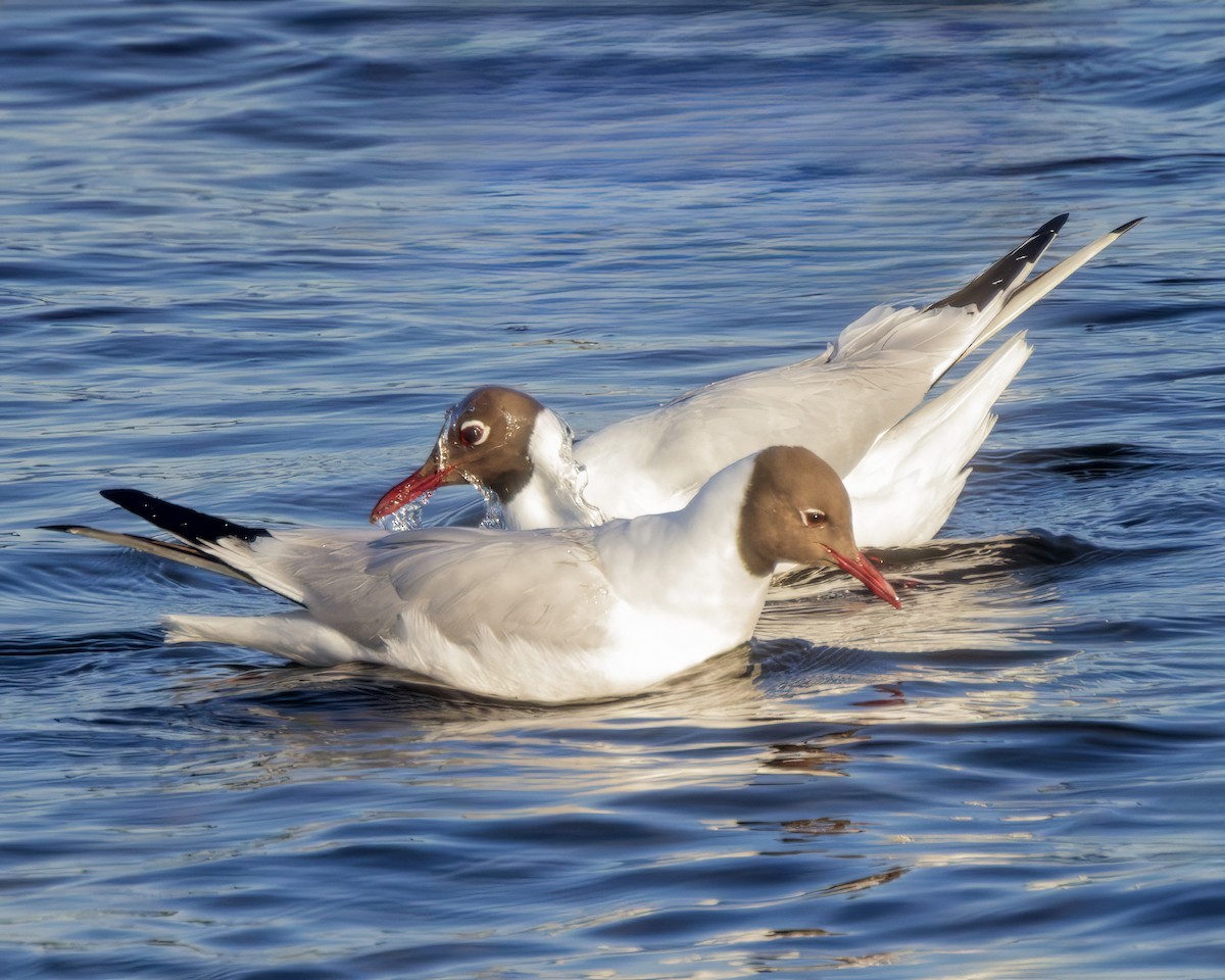 Black-headed Gull - ML637622308