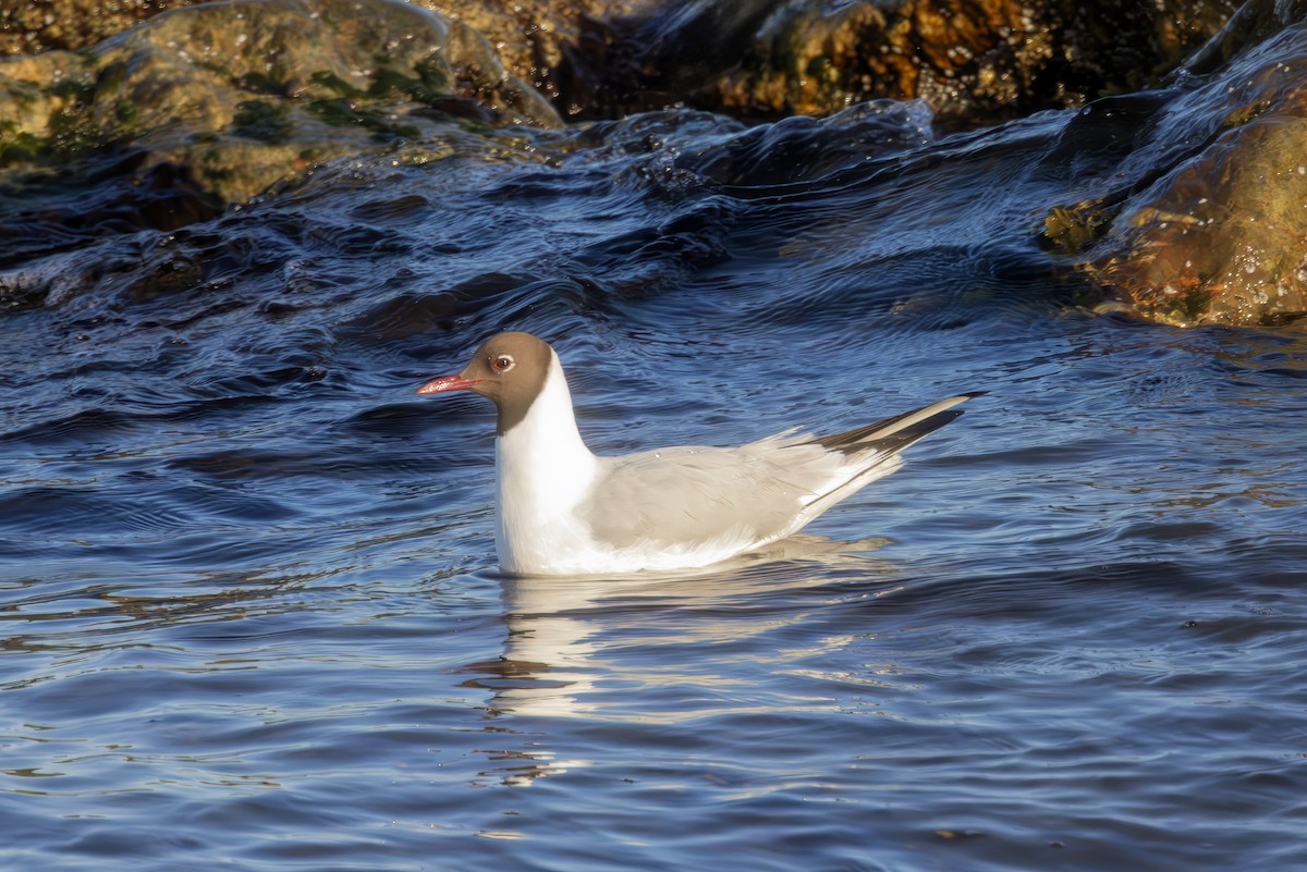 Black-headed Gull - ML637622310
