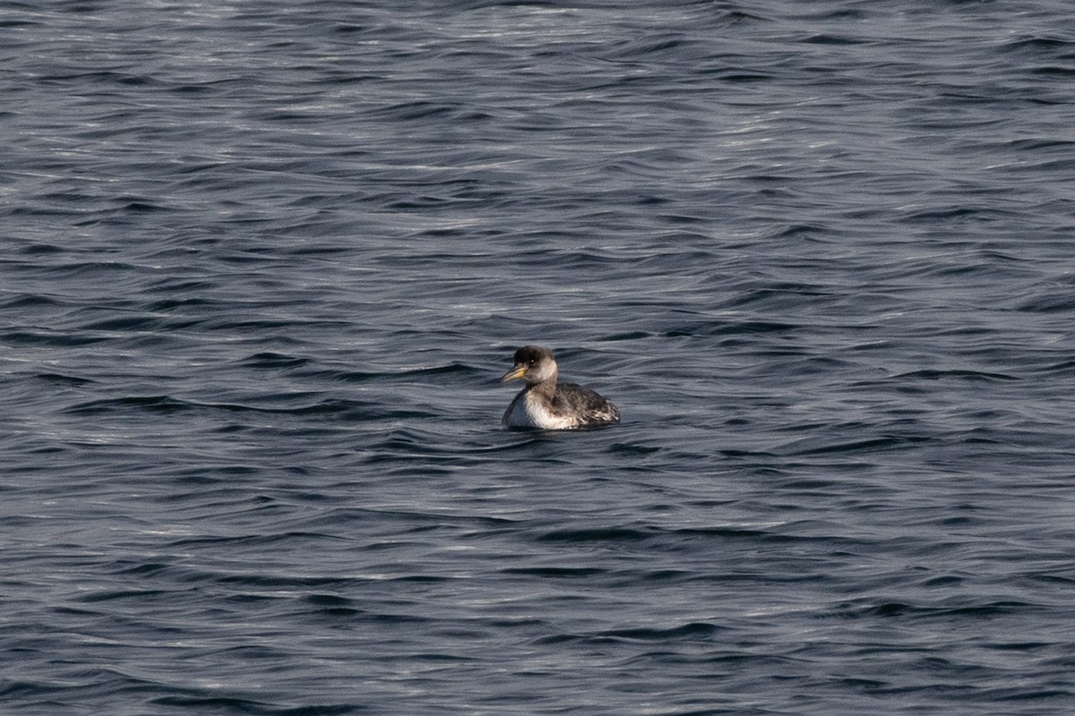 Red-necked Grebe - ML637622315