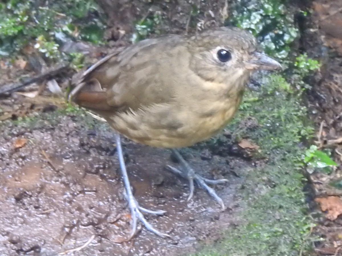 Plain-backed Antpitta - ML637622325