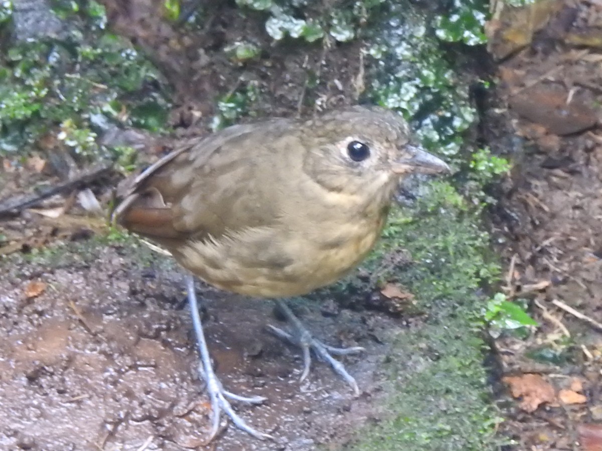 Plain-backed Antpitta - ML637622326