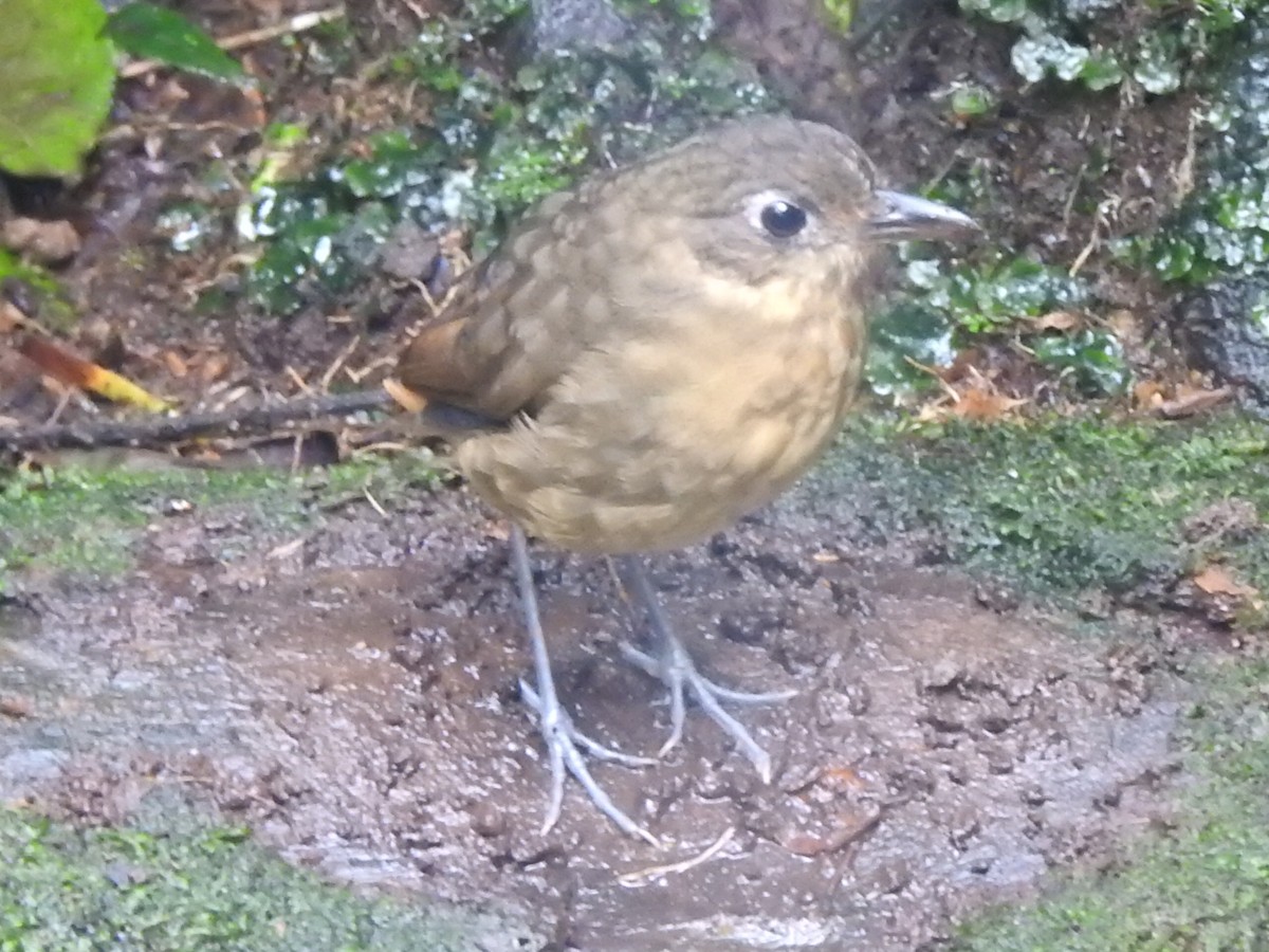 Plain-backed Antpitta - ML637622327