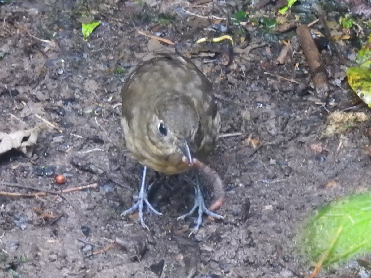 Plain-backed Antpitta - ML637622329